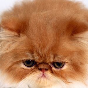 Meet your Posher, Sydney